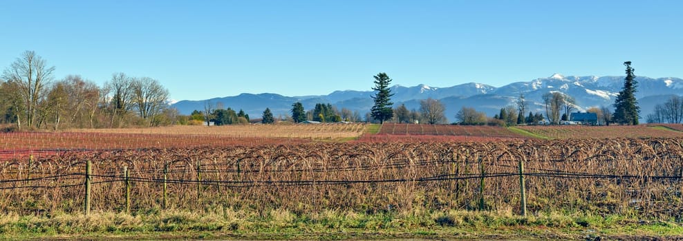 Bluberry farm with mountain view on winter season in the Fraser valley, British Columbia, Canada.