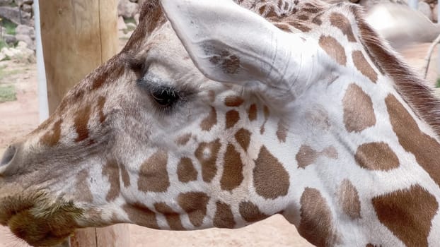 Colorado Springs, Colorado, USA-August 17, 2022-Giraffe exhibit at the Cheyenne Mountain Zoo during the summer.