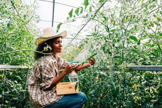 In the greenhouse a black woman farmer waters tomato plants using a spray bottle. Integrating technology into plant care fostering growth in vegetable farming.