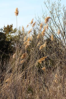 Weeds along The Platte river in Nebraska. High quality photo