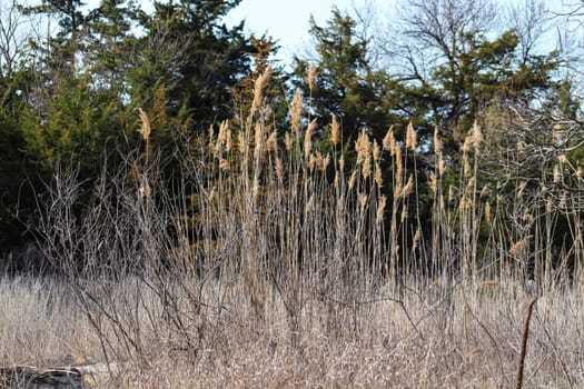 Weeds along The Platte river in Nebraska. High quality photo