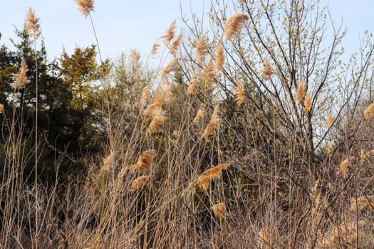 Weeds along The Platte river in Nebraska. High quality photo