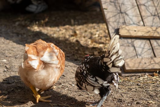 bantam chickens younger hens and roosters around the lawn . High quality photo