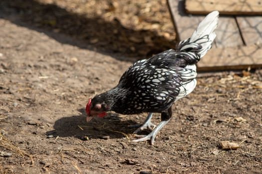 bantam chickens younger hens and roosters around the lawn . High quality photo