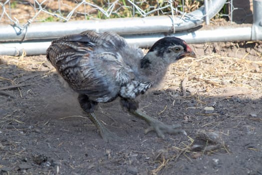 bantam chickens younger hens and roosters around the lawn . High quality photo