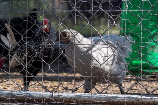 bantam chickens younger hens and roosters around the lawn . High quality photo