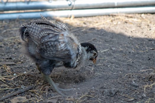 bantam chickens younger hens and roosters around the lawn . High quality photo