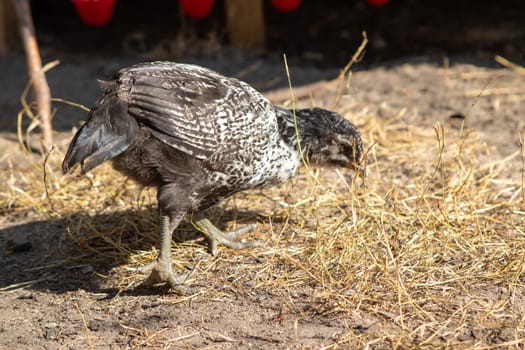 bantam chickens younger hens and roosters around the lawn . High quality photo