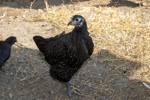 bantam chickens younger hens and roosters around the lawn . High quality photo