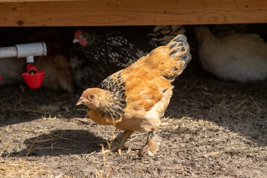 bantam chickens younger hens and roosters around the lawn . High quality photo