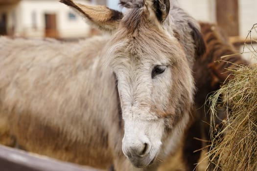 Donkey standing together on a mound of golden hay, munching on the nutritious feed.