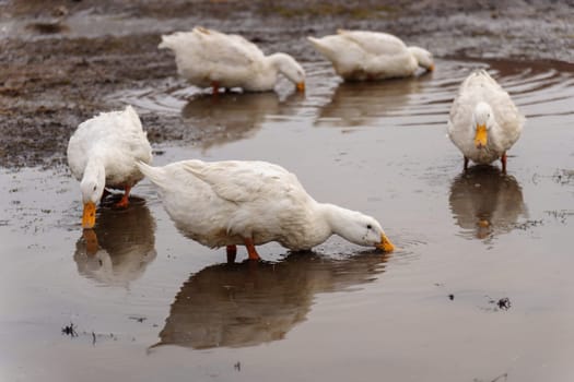 White ducks elegantly stand atop a moist ground, exuding peace and tranquility in their surroundings.