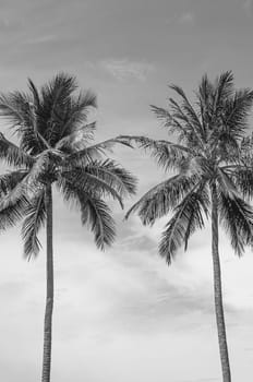 Two coconut palm trees, sky background, front vertical nature frame. Calm relax rest meditation.