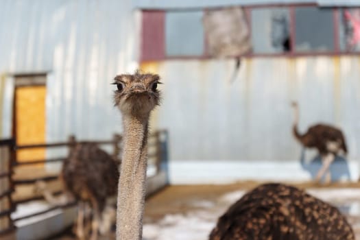 Ostrich stands tall on a wooden fence, surrounded by snow, at an ostrich farm in a serene winter setting.