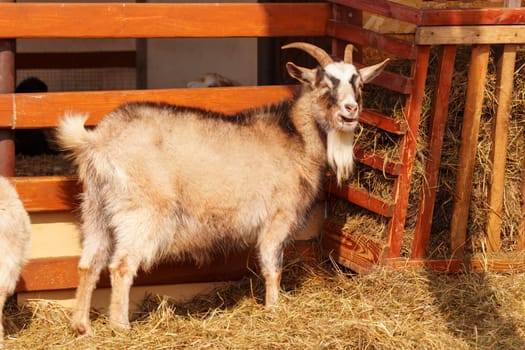 Goats on farm look peaceful and content in their enclosed environment. Selective focus