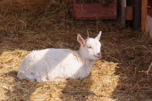Close-up view of a curious goat surrounded by wooden fencing in a rustic pen.