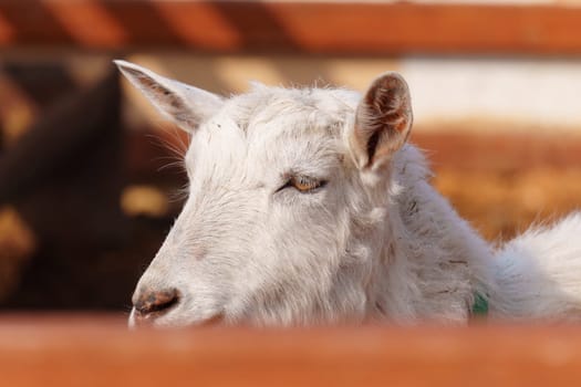 Goat close up stands gracefully on a tall pile of golden hay, surveying its surroundings with curiosity and poise.