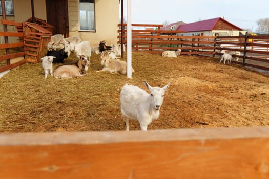 Goats on farm look peaceful and content in their enclosed environment. Selective focus