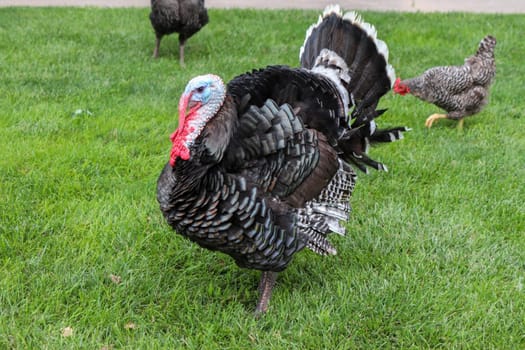 Male Turkey running around with the chickens . High quality photo