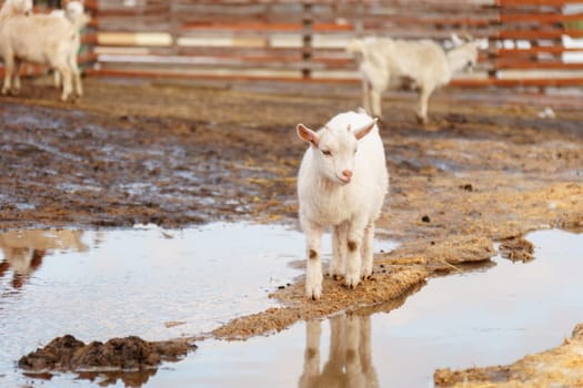 Young baby goat is seen standing next to a mature adult goat in a farm.