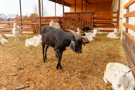 Goat are standing inside a pen on a farm, with each goat looking towards the camera.