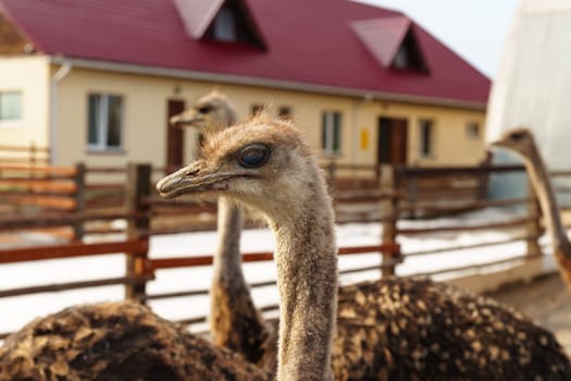 Group of ostriches standing tall and proud next to a sturdy wooden fence, showcasing.