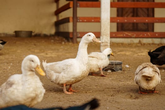 Ducks are gracefully standing side by side, showing off their vibrant feathers and tranquil demeanor on farm