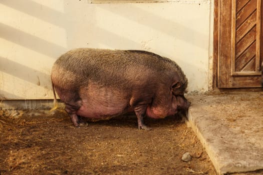 Pig are lounging atop a mound of hay in a farm setting. Selective focus