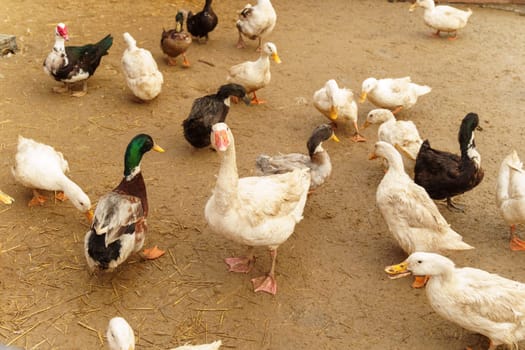 Ducks confidently stand on top of a field blanketed in snow, showcasing their resilience and adaptability to winter conditions.