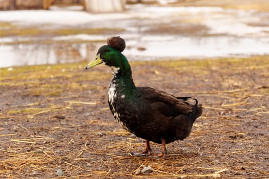 Ducks are standing on farm, their feathers blending with the earth as they explore the ground with their beaks.