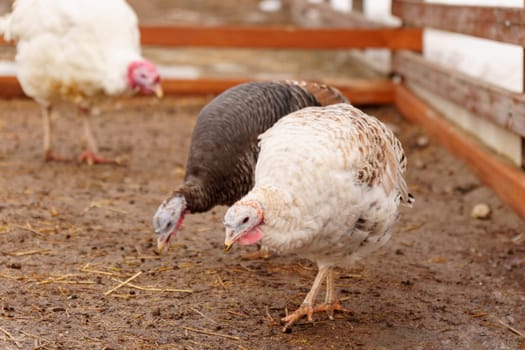 Turkey farm, turkey close-up, turkey rearing concept. Selective focus