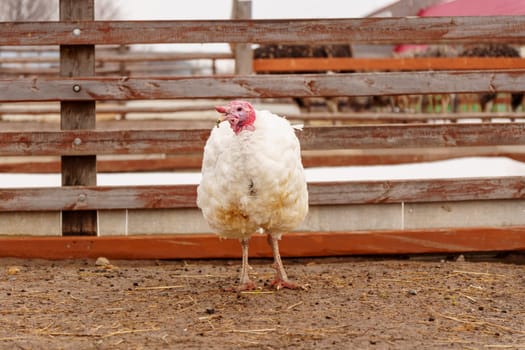 Turkey in the village selective focus. Poultry farm, suburban wildlife