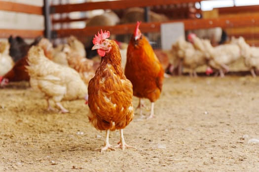 Chickens gracefully moves across a dry dirt field, its feathers shimmering in the sunlight.