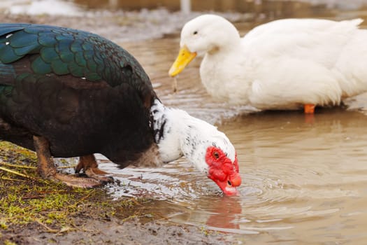 Muscovy duck and a distinctive red face is seen rummaging through the soil at the edge of a puddle.