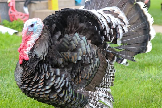 Male Turkey running around with the chickens . High quality photo