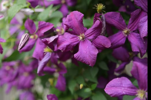 Clematis Polish Spirit in bloom. Flowers background. Beautiful climbing flowers in summer garden.