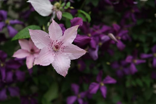 Clematis Hagley Hybrid in bloom. Flowers background. Beautiful climbing flowers in summer garden.