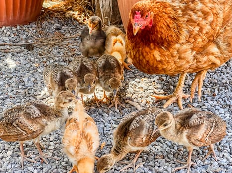 Hen with chickens in an ecological farm. Organic farm concept, organic life. Healthy farm, healthy food. Natural food for chicken. Hen and family