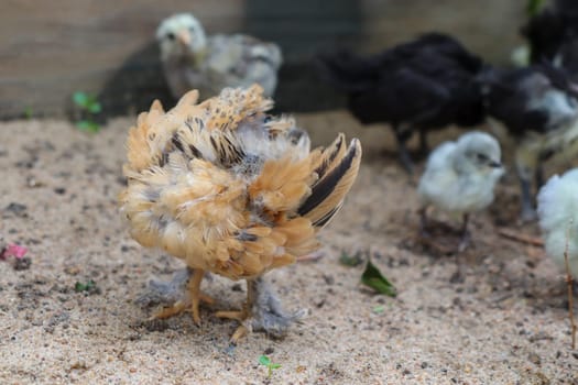 Bantam baby chicks and lavender chicks in the yard . High quality photo