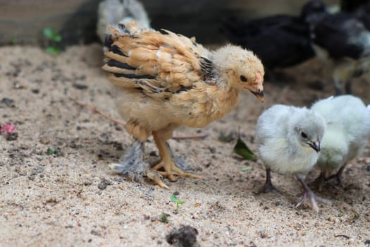 Bantam baby chicks and lavender chicks in the yard . High quality photo