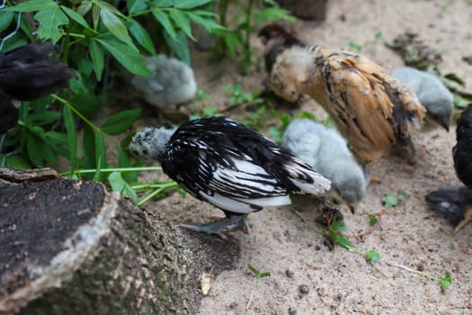 Bantam baby chicks and lavender chicks in the yard . High quality photo