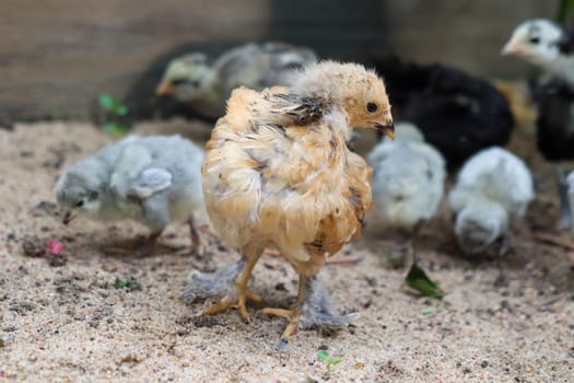 Bantam baby chicks and lavender chicks in the yard . High quality photo