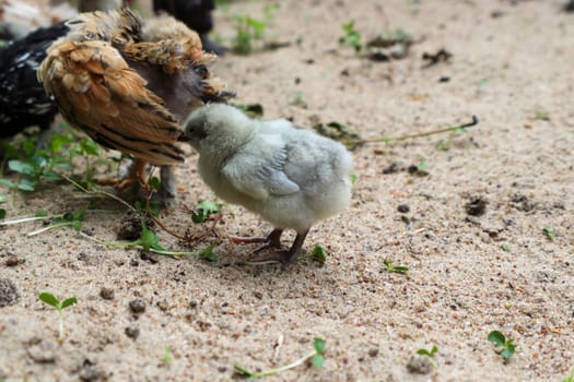 Bantam baby chicks and lavender chicks in the yard . High quality photo