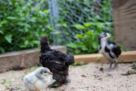 Bantam baby chicks and lavender chicks in the yard . High quality photo