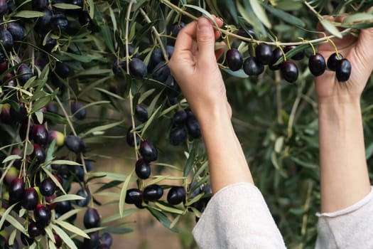 A female hand holds an olive branch with ripe juicy dark olives in the garden during the harvest, the girl is engaged in farming and growing olive trees.