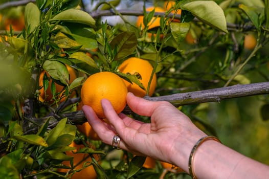 Women's hands pick juicy tasty oranges from a tree in the garden 3