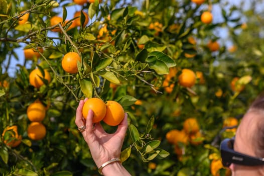 woman hand choosing and pick up fresh orange fruit from tree in orchard 2