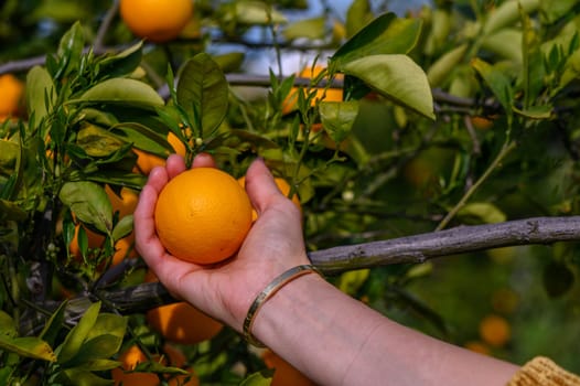 woman hand picking an ripe orange on tree 2