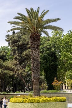 A tall palm tree stands in a park with a flower bed around it. A couple is sitting on a bench nearby