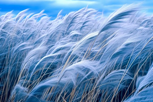 A field of tall grass with a blue sky in the background. The grass is dry and has a light blue color